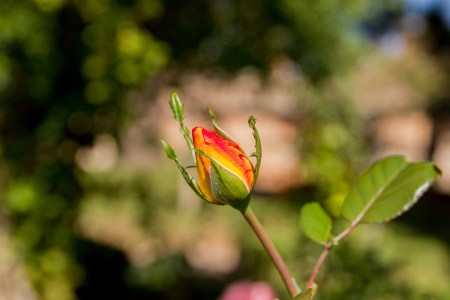 a close up of a fruit tree