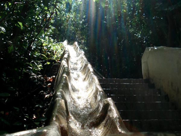 a close up of a tree