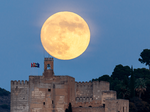 a bird flying over a building