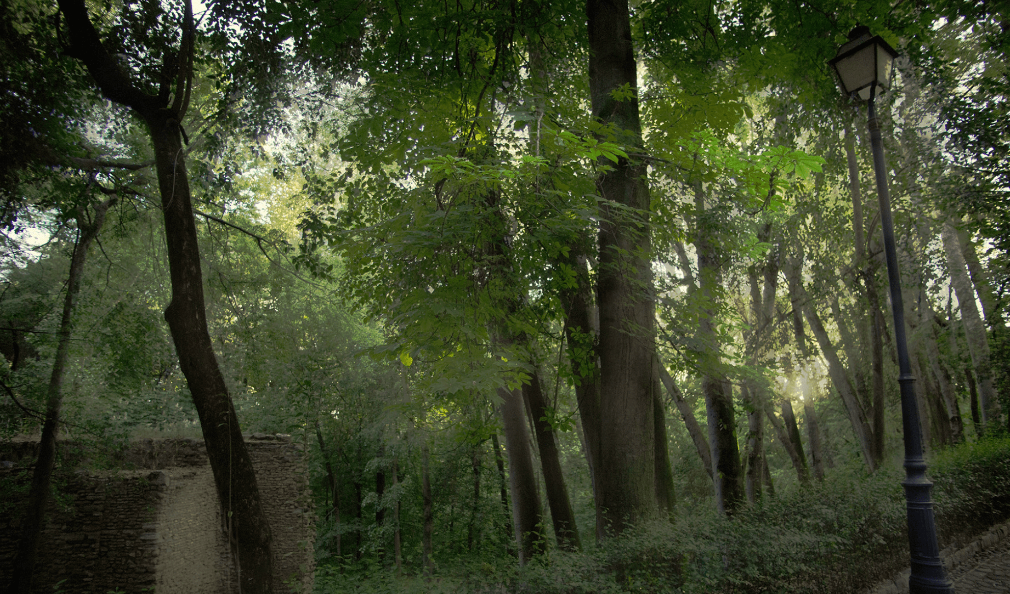 bosque de gomérez Bosque de Gomérez árboles y paseo