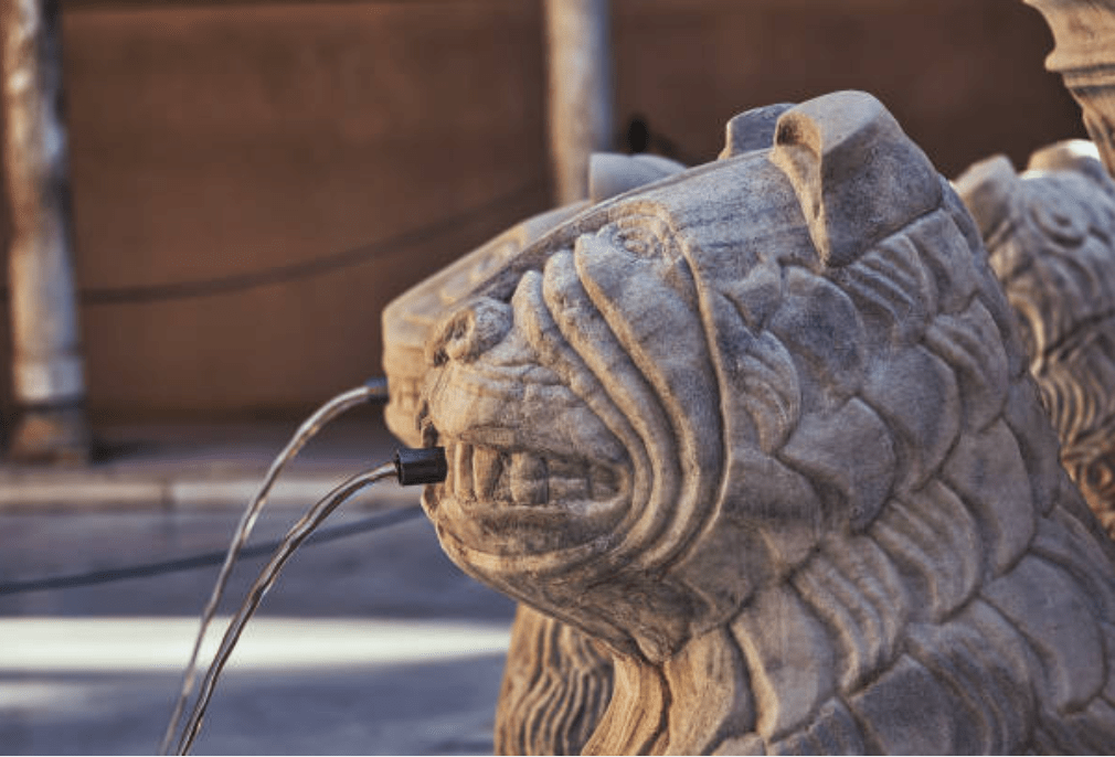 a close up of an animal